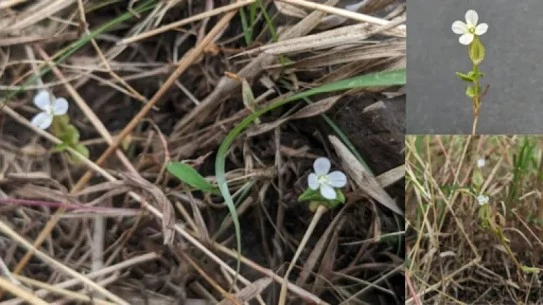 Canscora agni — A New Plant Species That Honours Fire