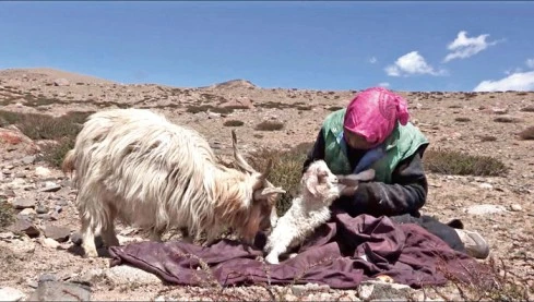 Ladakh Pashmina Sector : Two Landmark Policy Initiatives Approved
