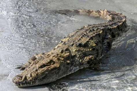 Kota Crocodile Deaths: Banned Pesticide Aldrin Found in Chandraloi River