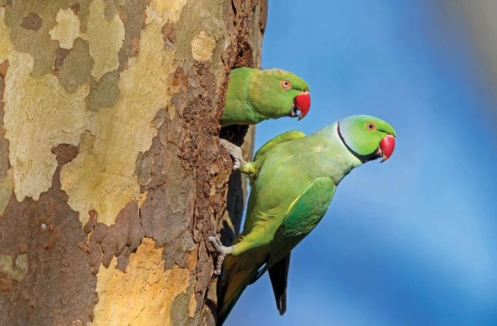 PaBV-4: India's First Confirmed Case of a Deadly Parrot Virus