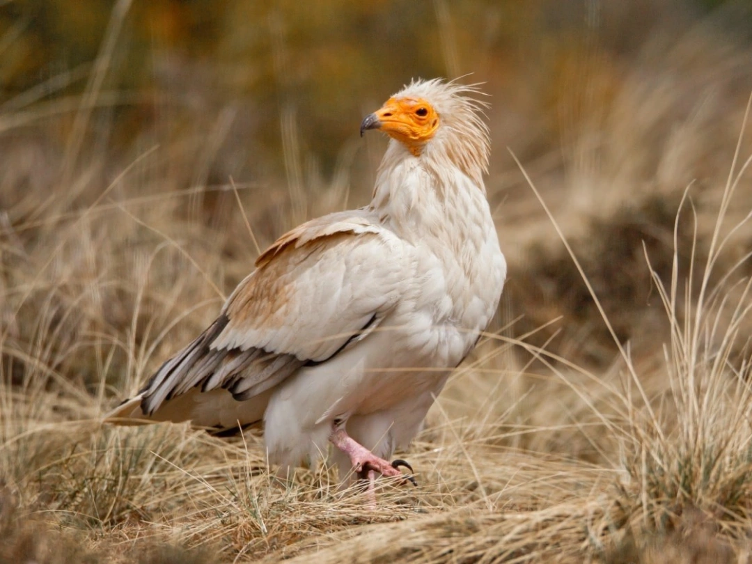 Egyptian Vulture Disappearing from Tamil Nadu: A Wider Look at India's Vulture Crisis