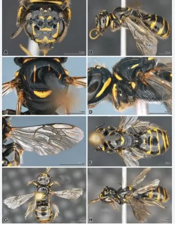 New Insect Discoveries in the Indo-Burma Hotspot