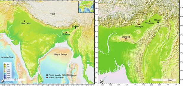Kevda : A 24-Million-Year-Old Living Relic Found in Assam's Coalfields