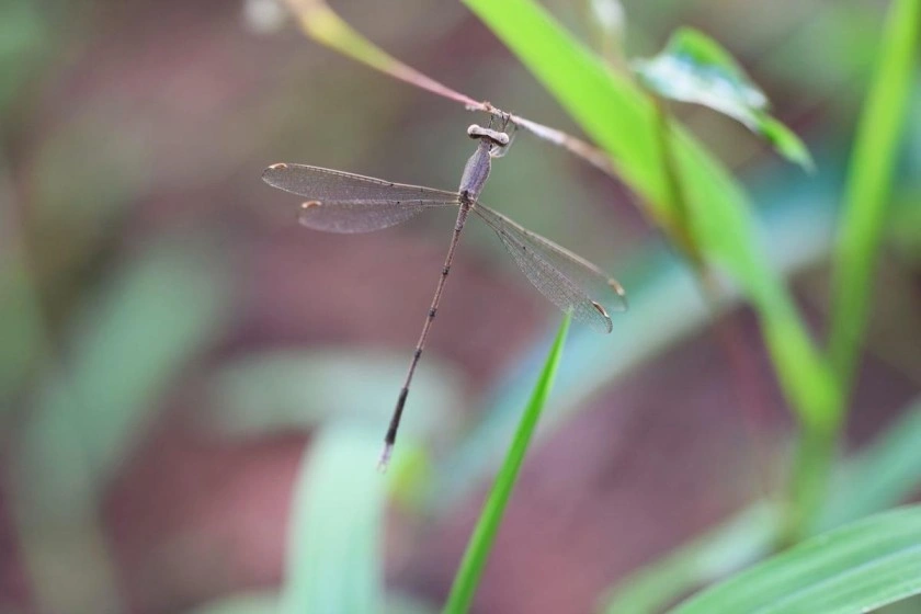 Lestes paloti : New Damselfly Species Named from the Western Ghats