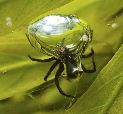 The Diving Bell Spider — Earth's Only Underwater Spider Now "Near Threatened"