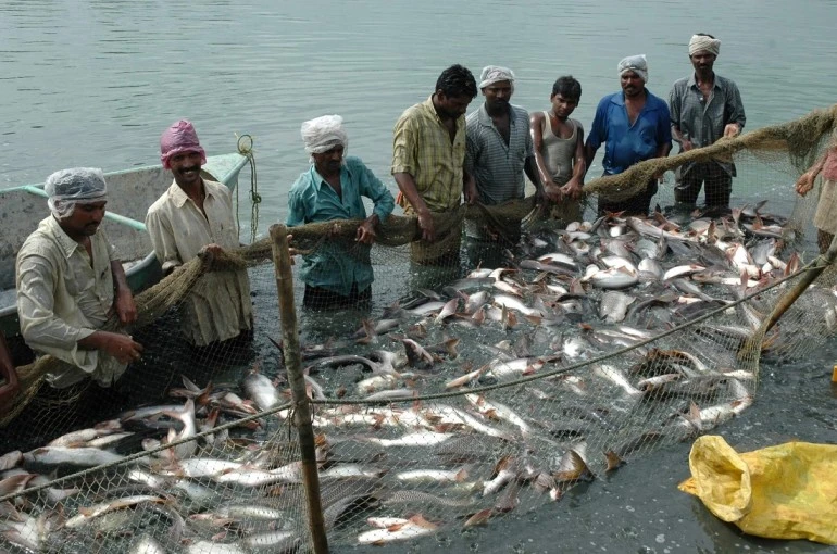Fish Farmers Producer Organisations (FFPOs) Under PMMSY : Building Collective Strength for India's Fishers