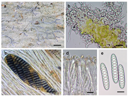 Five New Allographa Lichen Species Discovered in the Western Ghats