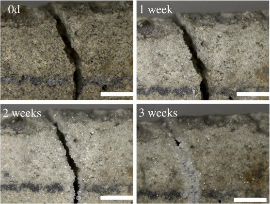 Self-Healing Concrete : Bacteria That Repair Cracks Into Stone