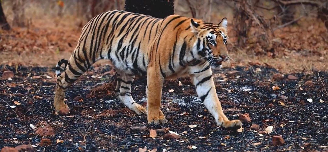 Global Tiger Day 2026