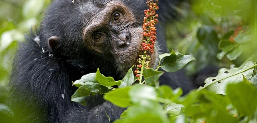 Zoopharmacognosy : When Animals Medicate Themselves