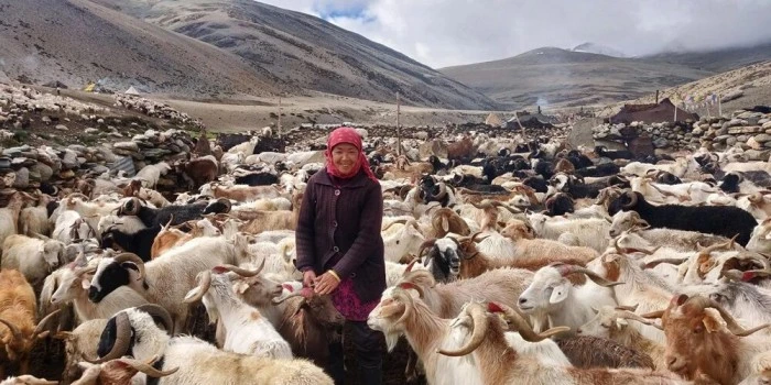 Changpa Tribe