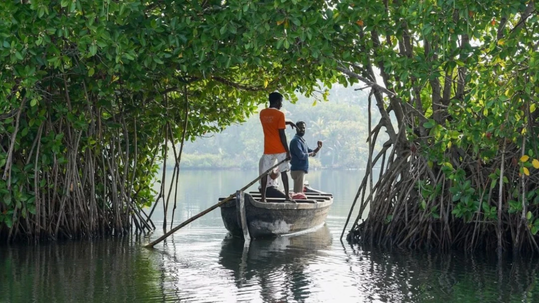 MISHTI Scheme : India's National Mangrove Restoration Push