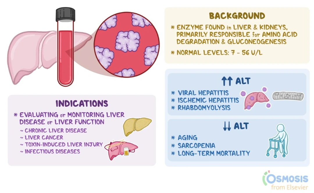 Alanine Aminotransferase (ALT) : An Early Indicator of Liver Injury