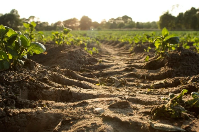 Prevention of Soil Degradation