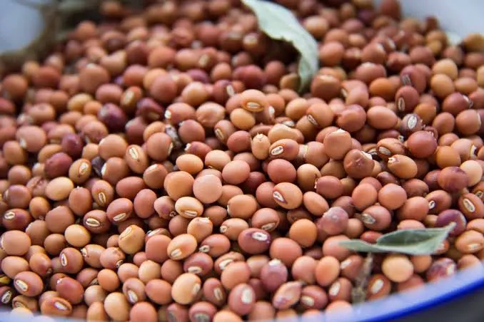 ICAR Develops India's First T2T Reference Genome of Pigeonpea