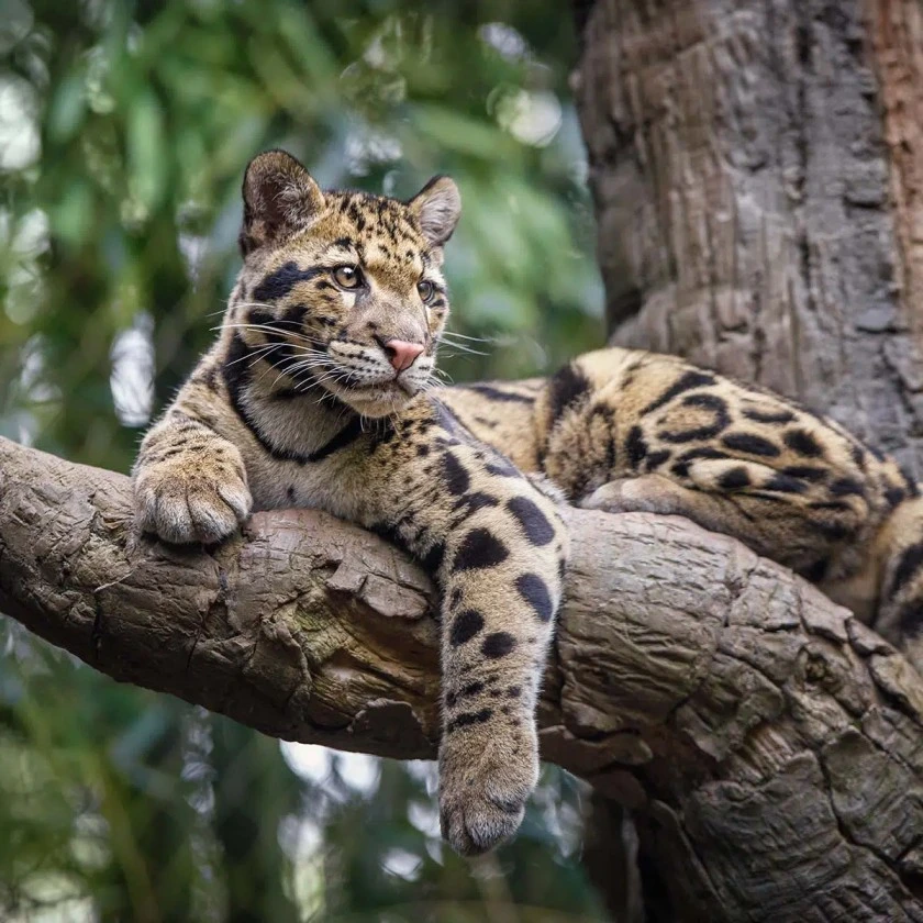 Clouded Leopard Conservation Action Plan Launched on International Clouded Leopard Day