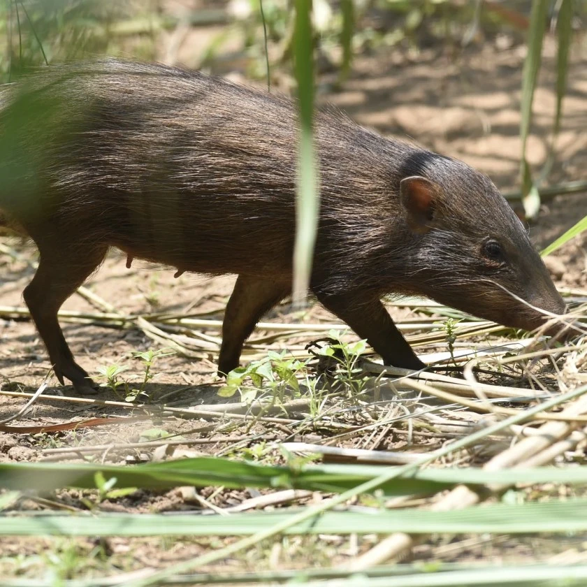 Pygmy Hog: India's Smallest Wild Pig and the Push for Stronger Conservation