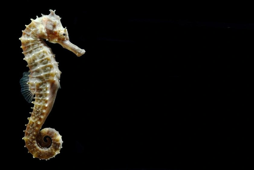 Hippocampus amandavincentae : New Seahorse Species Identified in Kerala : New Seahorse Species Identified in Kerala