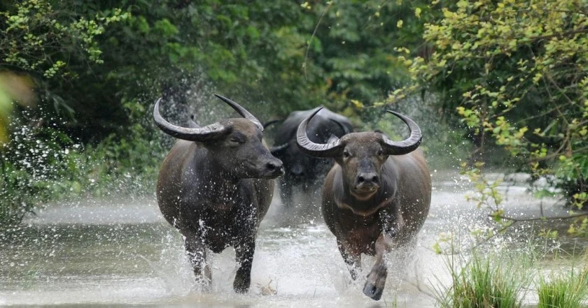Asiatic Wild Buffalo Translocation in Chhattisgarh