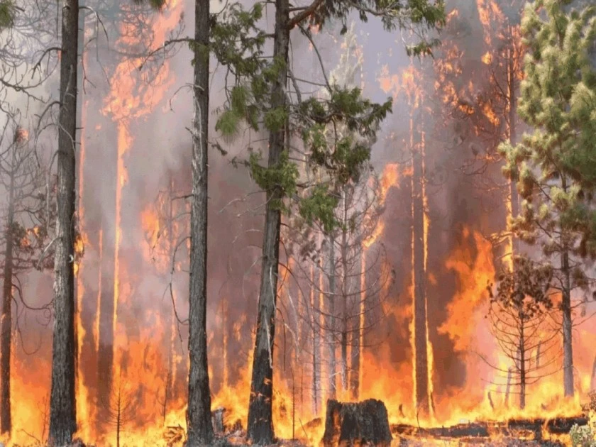 Forest Fires in the Himalayan Region: 412th Parliamentary Standing Committee Report