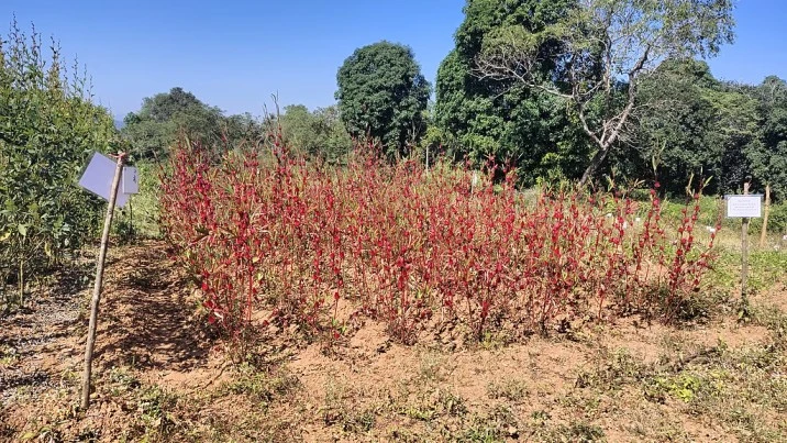 Roselle (Hibiscus sabdariffa)