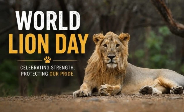 World Lion Day 2026: Asiatic Lion Population Rises To 891