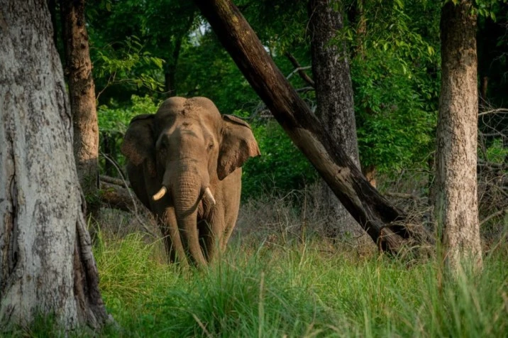World Elephant Day 2026