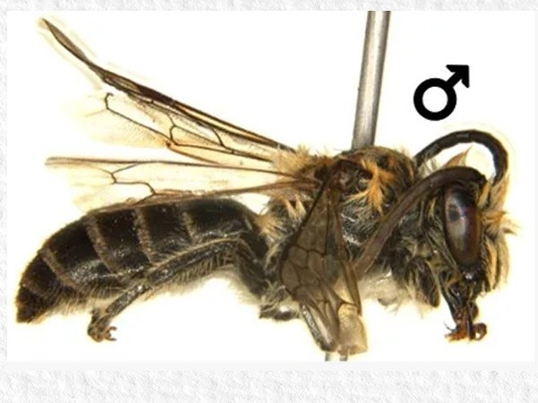 Rare Himalayan Bee Colletes Bhutanicus Recorded For The First Time In India