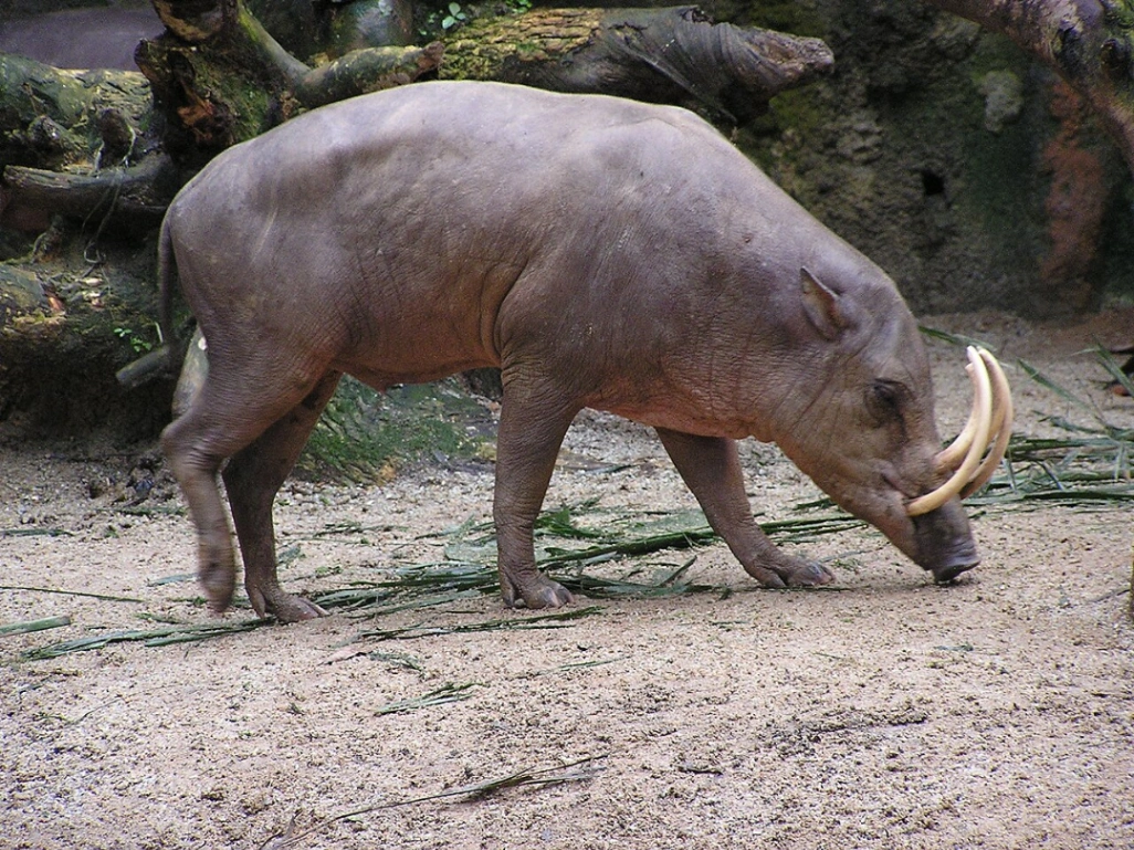 Indonesian Babirusa : The "Pig-Deer" Facing Extinction from African Swine Fever