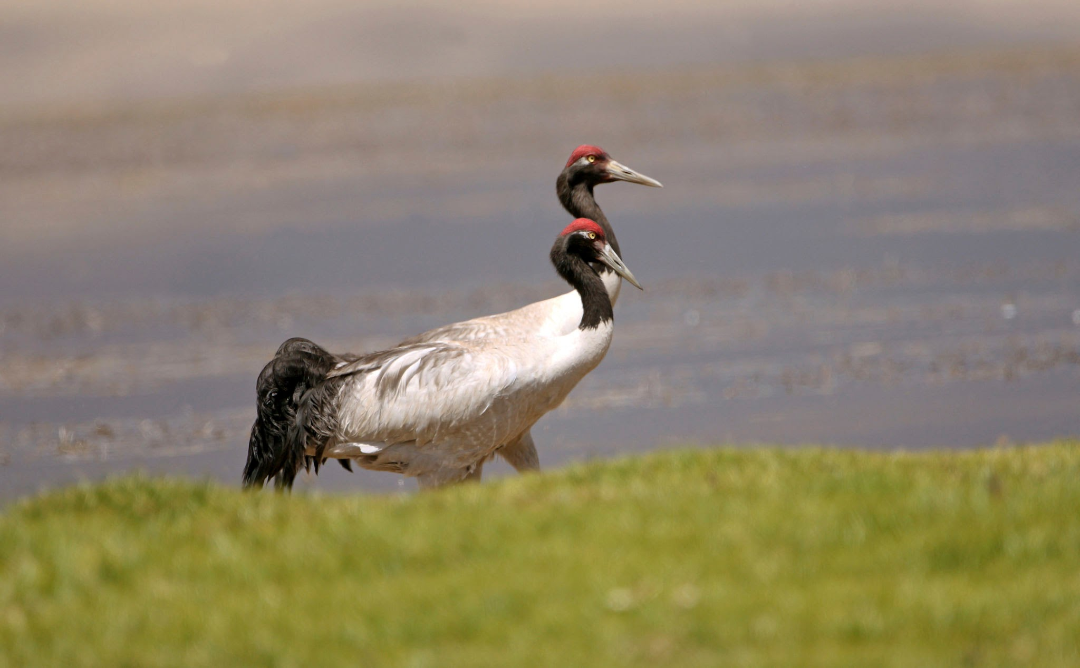 Black-necked Crane: Ladakh's Sacred High-Altitude Wetland Bird