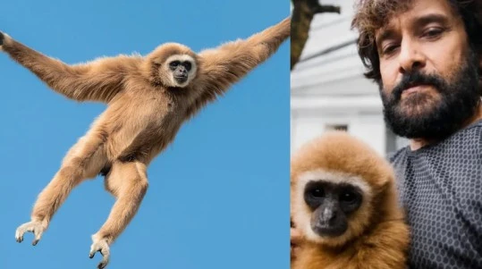 Lar Gibbon (White-handed Gibbon)