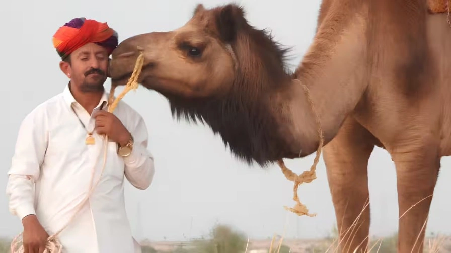 Rajasthan's Camel Herder Sumer Singh Bhati Wins Global Recognition for Grassland Restoration